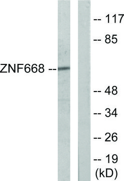 Anti-ZNF668 antibody produced in rabbit affinity isolated antibody