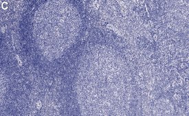 Anti-p75NTR Antibody, clone 1N3 ZooMAb&#174; Rabbit Monoclonal recombinant, expressed in HEK 293 cells