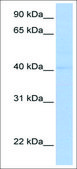 Anti-POU1F1 antibody produced in rabbit affinity isolated antibody