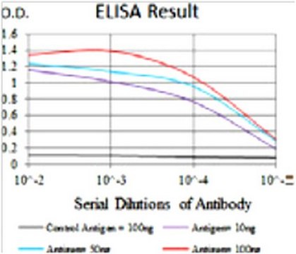 Anti-HAS2, clone 4E7 Antibody clone 4E7, from mouse