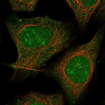 Anti-Txk Antibody Produced In Rabbit Prestige Antibodies&#174; Powered by Atlas Antibodies, affinity isolated antibody, buffered aqueous glycerol solution