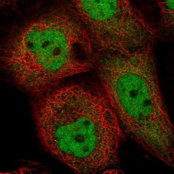 Anti-ING1 antibody produced in rabbit Prestige Antibodies&#174; Powered by Atlas Antibodies, affinity isolated antibody