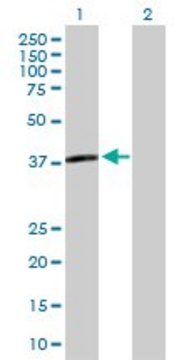 Anti-APOL3 antibody produced in mouse purified immunoglobulin, buffered aqueous solution