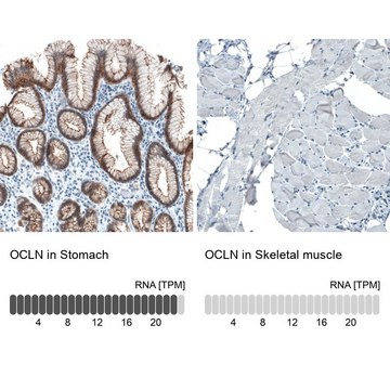 Monoclonal Anti-OCLN antibody produced in mouse Prestige Antibodies&#174; Powered by Atlas Antibodies, clone CL1555, purified immunoglobulin, buffered aqueous glycerol solution