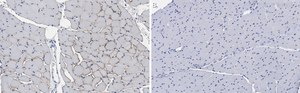 Anti-Dystrophin Antibody, clone 2C6 (MANDYS106) ZooMAb&#174; Mouse Monoclonal recombinant, expressed in HEK 293 cells