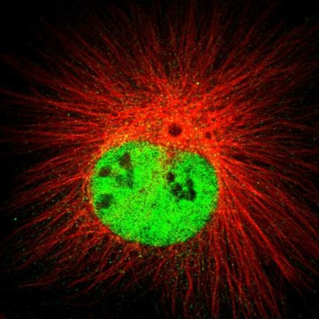 Anti-DCAF11 antibody produced in rabbit Prestige Antibodies&#174; Powered by Atlas Antibodies, affinity isolated antibody