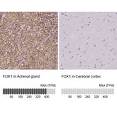 Anti-FDX1 antibody produced in rabbit Prestige Antibodies&#174; Powered by Atlas Antibodies, affinity isolated antibody, buffered aqueous glycerol solution