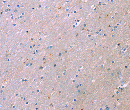 Anti-KCNK3 affinity isolated antibody