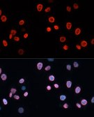 Anti-CDKN1A antibody produced in rabbit