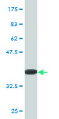 Monoclonal Anti-ZBTB16 antibody produced in mouse clone 1F10, purified immunoglobulin, buffered aqueous solution
