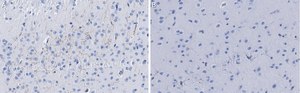 Anti-Dopamine Transporter Antibody, clone 1D2 ZooMAb&#174; Rabbit Monoclonal recombinant, expressed in HEK 293 cells