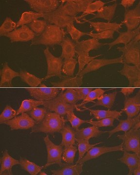 Anti- Caspase-3 antibody produced in rabbit