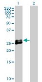 Anti-EPDR1 antibody produced in rabbit purified immunoglobulin, buffered aqueous solution