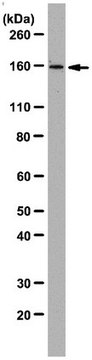 Anti-PICH Antibody, clone 142-26-3 clone 142-26-3, from mouse