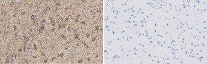 Anti-MAP2 Antibody, clone AP20 ZooMAb&#174; Mouse Monoclonal recombinant, expressed in HEK 293 cells