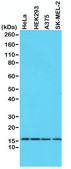 Anti-Histone H2AX antibody, Rabbit monoclonal recombinant, expressed in HEK 293 cells, clone RM214, purified immunoglobulin