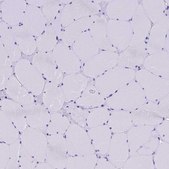 Anti-SLC8B1 antibody produced in rabbit Prestige Antibodies&#174; Powered by Atlas Antibodies, affinity isolated antibody, buffered aqueous glycerol solution