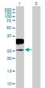 Anti-GZMH antibody produced in mouse purified immunoglobulin, buffered aqueous solution