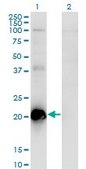 Monoclonal Anti-TCAP antibody produced in mouse clone 1H3, purified immunoglobulin, buffered aqueous solution