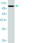Monoclonal Anti-SLC20A1 antibody produced in mouse clone 6A9-F2, purified immunoglobulin, buffered aqueous solution