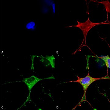 Monoclonal Anti-Glun1-Nr1 antibody produced in mouse clone S308-48, purified immunoglobulin