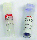 Lambda DNA EcoR I Digest for DNA electrophoresis