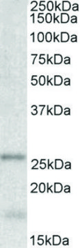 Anti-TPPP antibody produced in goat affinity isolated antibody, buffered aqueous solution