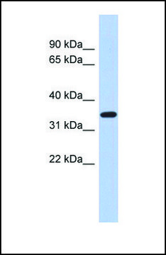 Anti-KLF6 affinity isolated antibody