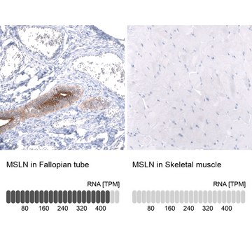 Monoclonal Anti-Msln Antibody Produced In Mouse Prestige Antibodies&#174; Powered by Atlas Antibodies, clone CL13956, affinity isolated antibody, buffered aqueous glycerol solution