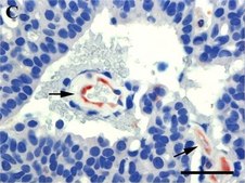 Anti-Mouse IgG (whole molecule)–Peroxidase antibody produced in goat affinity isolated antibody, buffered aqueous solution