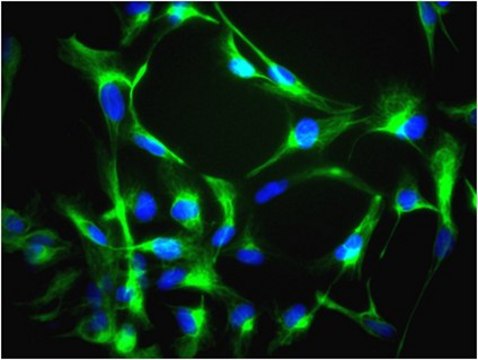 Anti-Nestin Antibody, clone 10C2, Alexa Fluor&#8482; 488 conjugate clone 10C2, from mouse, ALEXA FLUOR&#8482; 488