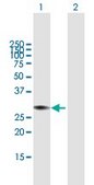 Anti-CAPNS1 antibody produced in mouse purified immunoglobulin, buffered aqueous solution