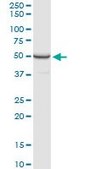 Anti-PPP2R2B antibody produced in rabbit purified immunoglobulin, buffered aqueous solution