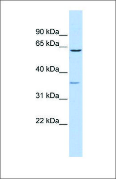 Anti-GBAS antibody produced in rabbit affinity isolated antibody