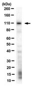 Anti-VLDLR Antibody, clone 4C4G5 clone 4C4G5, from rat