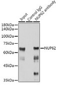 Anti-NUP62 antibody produced in rabbit