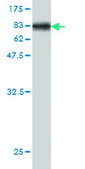 Monoclonal Anti-NMT2 antibody produced in mouse clone 2E12-4B5, purified immunoglobulin, buffered aqueous solution