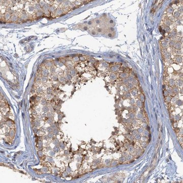 Anti-MYO16 antibody produced in rabbit Prestige Antibodies&#174; Powered by Atlas Antibodies, affinity isolated antibody, buffered aqueous glycerol solution