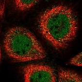 Anti-FCHSD1 antibody produced in rabbit Prestige Antibodies&#174; Powered by Atlas Antibodies, affinity isolated antibody, buffered aqueous glycerol solution