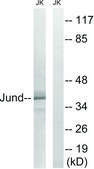 Anti-JUND antibody produced in rabbit affinity isolated antibody