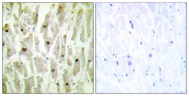 Anti-TSH1 antibody produced in rabbit affinity isolated antibody