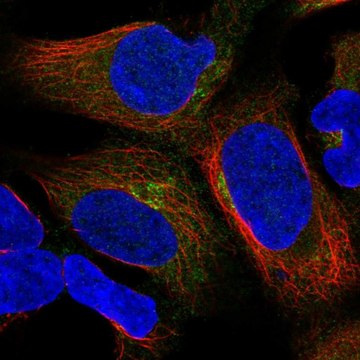 Anti-UBXN6 antibody produced in rabbit Prestige Antibodies&#174; Powered by Atlas Antibodies, affinity isolated antibody
