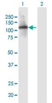 Anti-ITIH1 antibody produced in mouse purified immunoglobulin, buffered aqueous solution