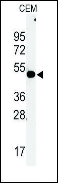 Anti-HIBCH (C-term) antibody produced in rabbit saturated ammonium sulfate (SAS) precipitated, buffered aqueous solution
