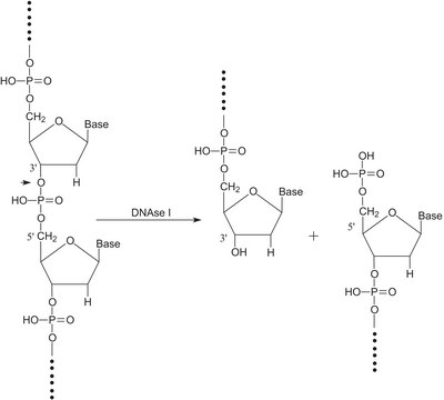 Deoxyribonuclease I from bovine pancreas Standardized vial containing 2,000 Kunitz units of DNase I (D4527), vial of &#8805;0.25&#160;mg total protein