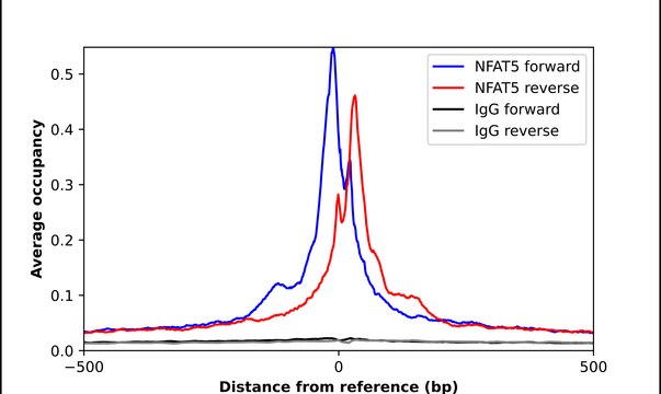 Anti-NFAT5 antibody produced in rabbit Prestige Antibodies&#174; Powered by Atlas Antibodies, affinity isolated antibody, buffered aqueous glycerol solution