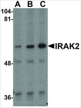 Anti-IRAK2 (ab3) antibody produced in rabbit affinity isolated antibody, buffered aqueous solution