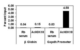 Anti-acetyl-Histone H3 (Lys18) Antibody, Trial Size serum, Upstate&#174;