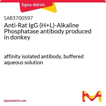 Anti-Rat IgG (H+L)-Alkaline Phosphatase antibody produced in donkey affinity isolated antibody, buffered aqueous solution