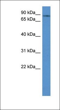 Anti-ADD3 antibody produced in rabbit affinity isolated antibody